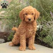 Join millions of people using oodle to find puppies for adoption, dog and puppy listings, and other pets adoption. Mini Labradoodle Puppy In Gordonville Pa In 2020 Mini Labradoodle Puppy Labradoodle Puppy Labradoodle Puppies For Sale