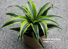 Image result for Dracaena laxissima
