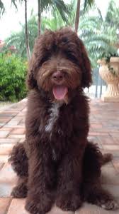 Find labradoodle puppies in canada | visit kijiji classifieds to buy, sell, or trade almost anything! Mosscreekgoldendoodles Goldendoodle Englishgoldendoodle Puppy Goldendoodlebreeder Goldendoodle Puppy Goldendoodle Puppies