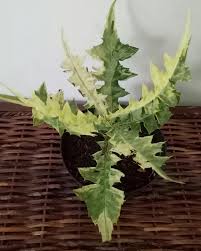 Image result for Acanthus montanus