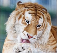 golden tiger wild cats animals beautiful animals