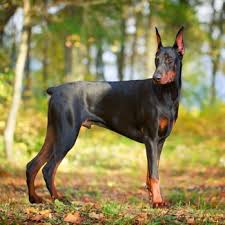 At 6 months old, atlas was 60 lbs. Doberman Breed Information Characteristics Heath Problems Dogzone Com