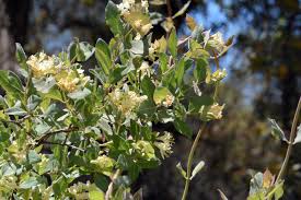 Image result for Honeysuckle 1973 Austin