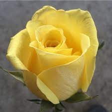 Buenos Dias Flores Amarillo Yellow Roses Flowers Beautiful Flowers