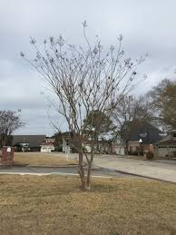 We did not find results for: Faq The Crepe Myrtle Rothco Tree Service Woodlands Spring Conroe Magnolia Kingwood