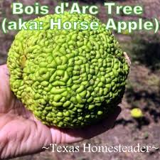 They turn yellow in the fall. The Beautiful And Functional Bois D Arc Tree Texas Homesteader