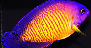 Deep Water Coral Beauty Angelfish Centropyge Bispinosa Angel Fish Saltwater Aquarium Fish Water Animals