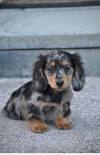 Mini Dapple Dachshund Full Grown