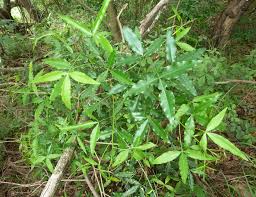 Image result for Vepris sansibarensis