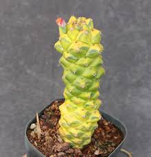 Image result for Monadenium crenatum
