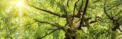 Because of this strategy, microsoft left many developers in a confused state. Best Sharp New Jersey Tree Removal Service Near Me