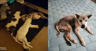 16,095 likes · 1,512 talking about this. Animal Shelter Owner Mourns Cats Dogs He Couldn T Save From Kl Flood Coconuts Kl