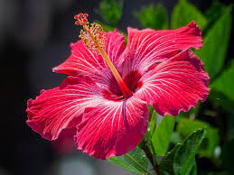 Image result for Hibiscus aethiopicus