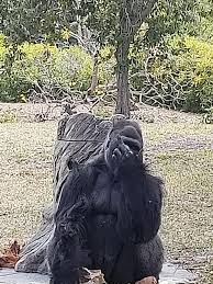 We did not find results for: This Gorilla At My Local Zoo Gives Visitors The Middle Finger When They Take Photos Of Him He Gave Me One Today Funny