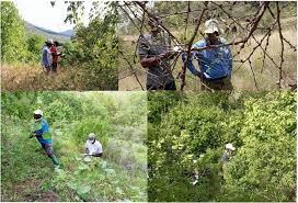 Image result for Priva curtisiae