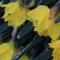 Obituary of Luella Viola Andrews