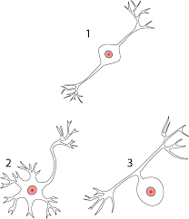 Neuron Structure And Classification