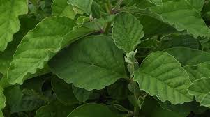 Image result for Crotalaria vasculosa