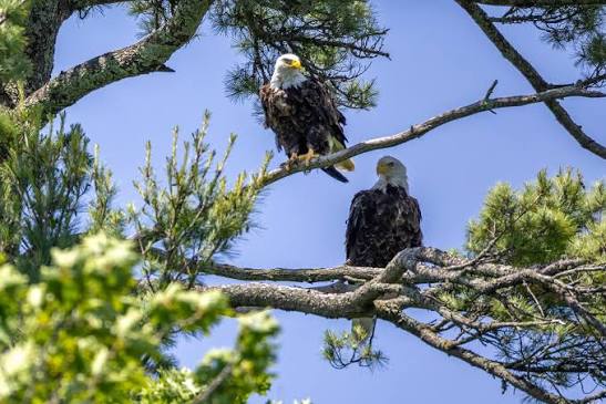 Spotting actual bald eagles at camp just in time for the 4th of July! 🦅✨  Fun history fact: While the eagle has been on the Great Seal since 1782, it  wasn't legally