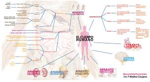Resultado de imagen para cuerpo humano