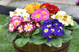 Guaranteed to grow and thrive in all zones. Bedding Plants Online Dobies