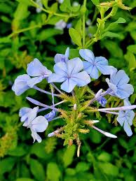 Image result for Plumbaginaceae