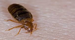 Does the presence of one roach mean there are more? Do Ultrasonic Pest Repellers Work 14 Studies Reviewed Bug Lord