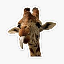 This illustration africa s top 10 safari animals and where to see them is taken from : Funny Giraffe Stickers Redbubble