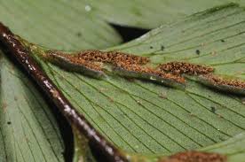 Image result for Asplenium actiniopteroides