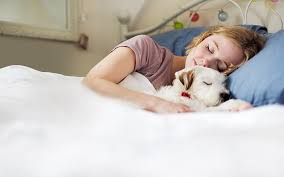 Faccia di culo фача ди куло. Il Miglior Compagno Di Letto Per Una Donna E Il Cane Lo Dice Uno Studio Vogue Italia