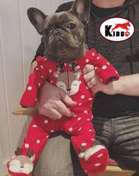 French Bulldog Clothes French Bulldog Baby Clothes Share By Instagram Credit Izzythe Frenchie You Can See More French Bulldog Clothes Https Kidodogs Com Collections Dog Clothes Dogclothes Dogclothesformediumdog Dogtshirt