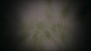 Follow the procedures below both to get the. Claire Recognizes The Paintbrush Pattern In The Microscope That Is Indicative Of Penicillin Penicillin Paint Brushes Pattern