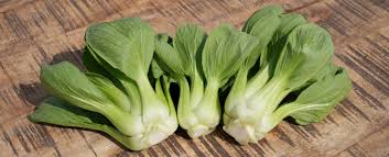 Pak Choi, ein Kohl der Sonderklasse. - Biohof-Bursch