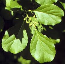 Image result for Celastraceae