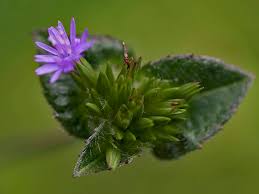 Image result for Elephantopus scaber