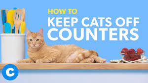 These have proven to be successful, but you must maintain consistency if you want your cat (or cats) to get off and stay off the kitchen countertops. How To Keep Cats Off Counters Chewy Youtube