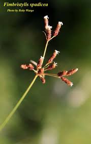 Image result for Fimbristylis