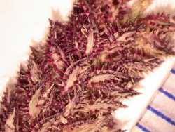 Image result for Tragus berteronianus