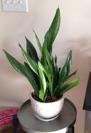 As you can see, around the edges of the tip, the color and stiffness of the leaf/stem changed. Droopy Snake Plant Leaves