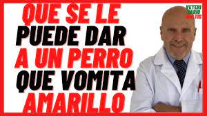 Que Se Le Puede Dar A Un Perro Que Vomita Amarillo Porque Mi Perro Vomita Todo Lo Que Come Y Bebe Youtube