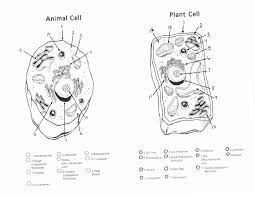 How do plant cells differ from animal cells? Animal Cell Coloring Page Coloring Home