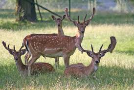 Whether you're traveling with friends, family, or even pets, vrbo vacation homes have the best amenities for hanging out with the people that matter most. Animals At A Farm Petting Zoo Or Game Park Family Activities In Vorarlberg