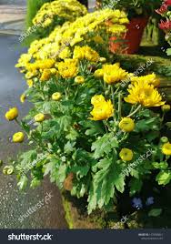 Image result for Chrysanthellum indicum