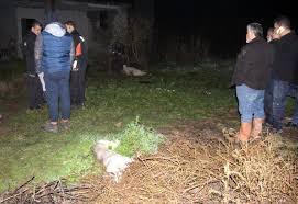 Portakal Bahcesine Dayisini Kontrole Giden Yegen Uzerinde 2 Kopek Olan Parcalanmis Cesediyle Karsilasti Son Dakika
