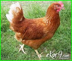 Maybe you would like to learn more about one of these? 10 Jenis Ayam Petelur Terbaik Paling Unggul Di Dunia Dan Gambarnya Ekor9 Com Ekor9 Com