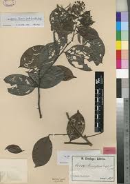 Image result for Dactyladenia