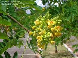 Image result for Caesalpinia ferrea