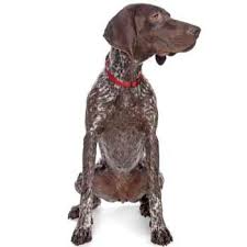 Image result for německý ohař dlouhosrstý