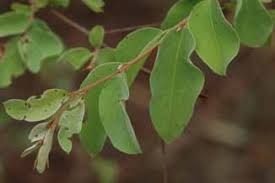 Image result for Rytigynia monantha