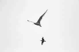 We did not find results for: Two Birds Flying Daytime Bird Fly Sky White Wings Vector Nature Pxfuel